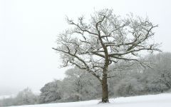 Tapeta Nature trees with snow 028.jpg